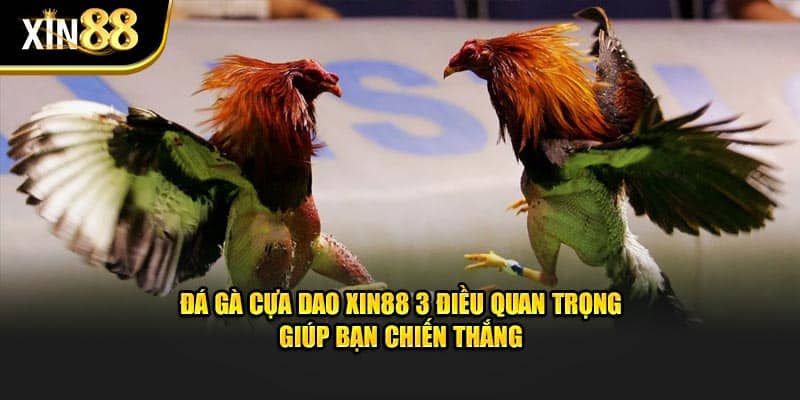 Đá gà cựa dao 1