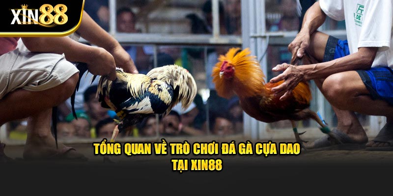 Đá gà cựa dao 2