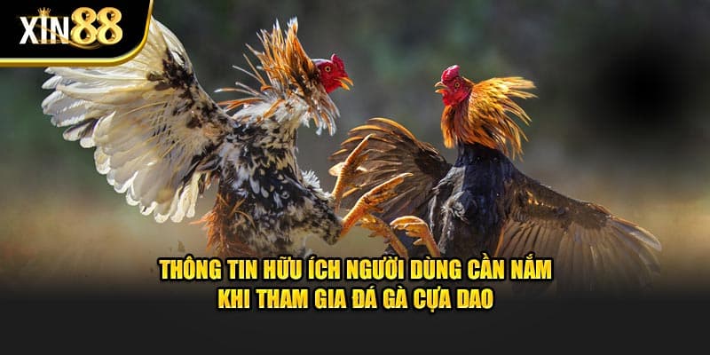 Đá gà cựa dao 3