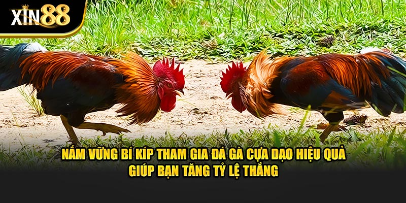 Đá gà cựa dao 4