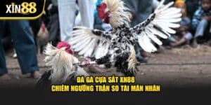 Đá gà cựa sắt 1