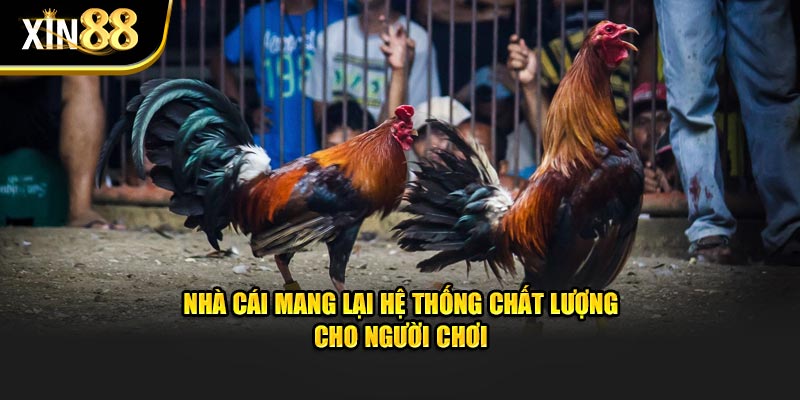 Đá gà cựa sắt 3