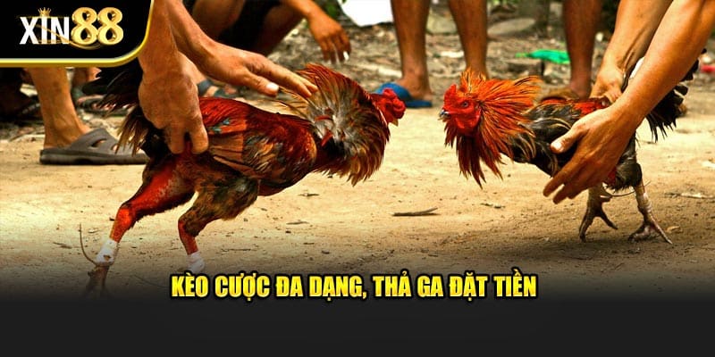 Đá gà cựa sắt 4