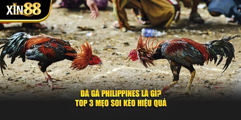 đá gà philippines 1