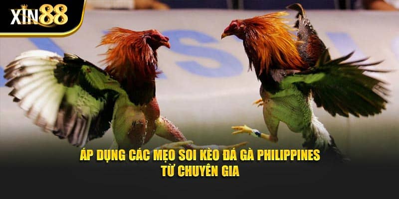 đá gà Philippines 4