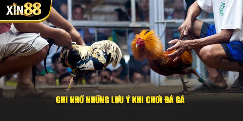 Đá gà Philippines 5