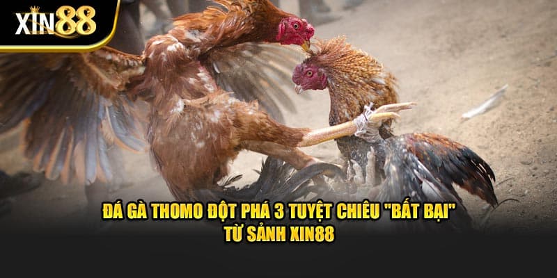 đá gà thomo 1