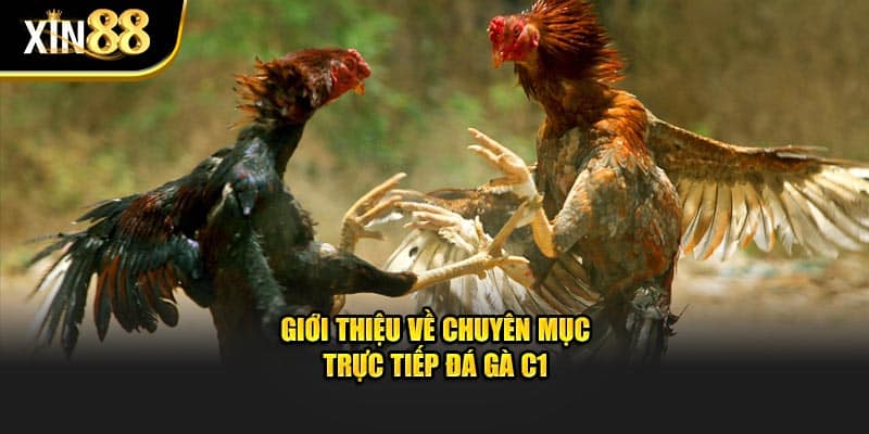 trưc tiếp đá gà c1 2