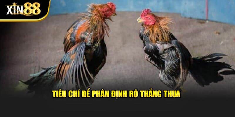 trực tiếp đá gà c1 3