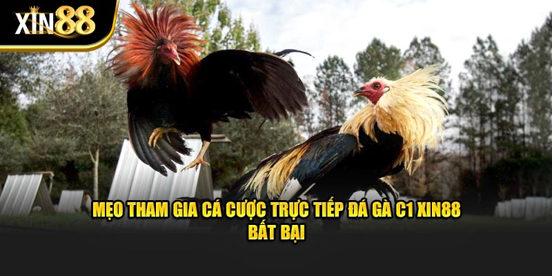 trực tiếp đá gà c1 4